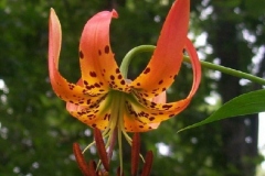Turks Cap Lily