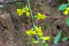 Wild Indigo