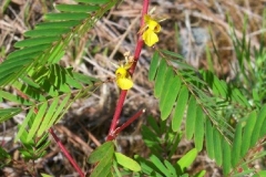 Wild Sensitive Plant