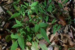 Beggar Ticks