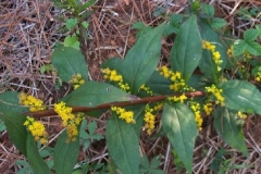 Blue Stemmed Goldenrod