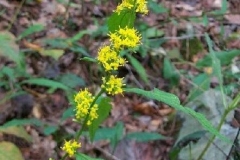 Broad Leaved Goldenrod