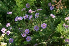 Bushy Aster