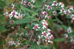 Calico Aster
