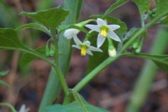 Common Nightshade