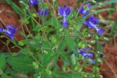 Eastern Blue Curls