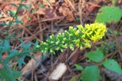 Erect Goldenrod