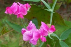 Everlasting Pea