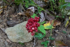 False Solomons Seal Fruit