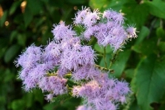 Mistflower