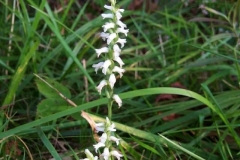 Nodding Ladies Tresses