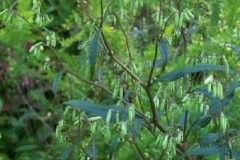 Rattlesnake Root