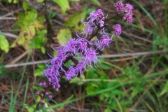 Rough Blazing Star