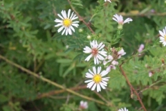 Small White Aster