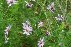 Smooth Aster
