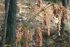 Wool Grass