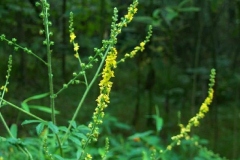 Agrimony