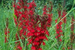 Cardinal Flower