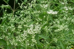 False Boneset