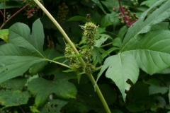 Great Ragweed