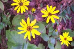 Hairy Sunflower