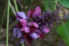 Kudzu Flower