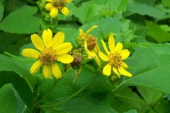 Large Flowered Leafcup