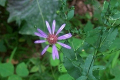 Late Purple Aster