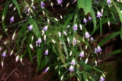 Southern Hairbell