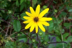 Starry Rosinweed