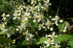 Virgin Bower
