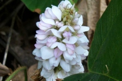 White Kudzu Flower