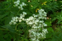 Wild Quinine