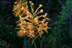 Yellow Fringed Orchid