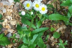 Daisy Fleabane