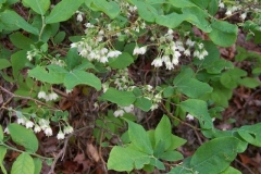 Dogbane