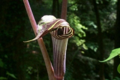 Jack In The Pulpit