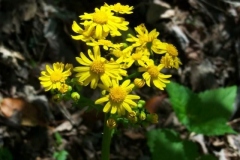 Ragwort