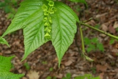 Striped Maple Flower