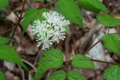 White Baneberry