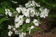 White Dogwood