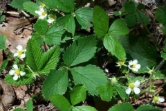 Wild Strawberry