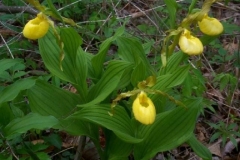 Yellow Lady's Slipper