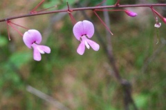 Creeping Bush Clover