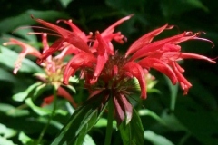 Crimson Bee Balm