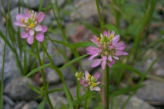 Curtis Milkwort