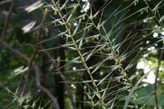 Eastern Bottlebrush Grass