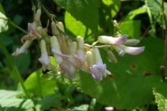 Hog Peanut