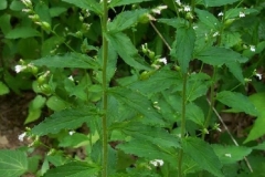 Indian Tobacco