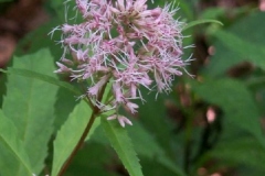 Joe Pye Weed